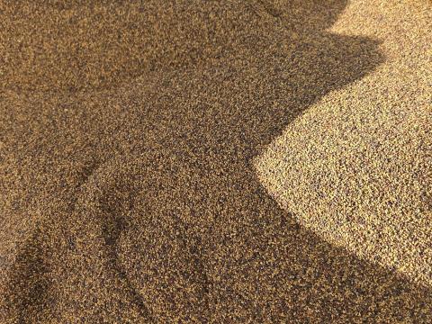 Lucerna vetőmag eladó