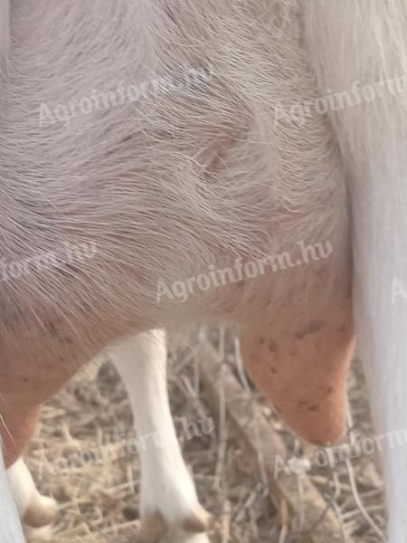 Aranka és Bözsi, 2 db jó tejelő anyakecske eladó Gyulán