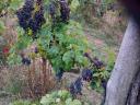 Kiváló minőségű Merlot borszőlő eladó a Mátra nyugati lábánál