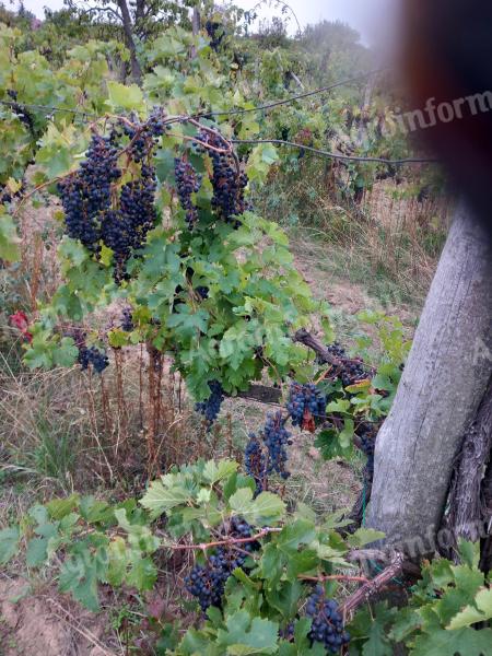 Kiváló minőségű Merlot borszőlő eladó a Mátra nyugati lábánál