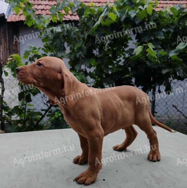 Eladó magyar vizsla fajtajellegű kiskutyák