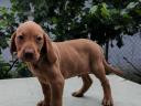 Eladó magyar vizsla fajtajellegű kiskutyák