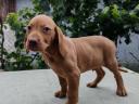 Eladó magyar vizsla fajtajellegű kiskutyák