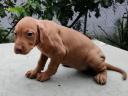 Eladó magyar vizsla fajtajellegű kiskutyák