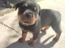 Minőségi Rottweiler kiskutyák szerető családba költöznének