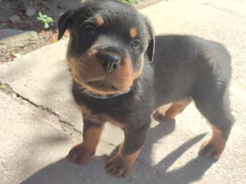 Minőségi Rottweiler kiskutyák szerető családba költöznének Minőségi Rottweiler kiskutyák szerető családba költöznének