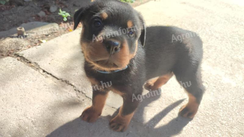 Minőségi Rottweiler kiskutyák szerető családba költöznének