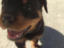 Minőségi Rottweiler kiskutyák szerető családba költöznének