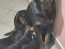 Minőségi Rottweiler kiskutyák szerető családba költöznének