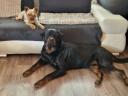 Minőségi Rottweiler kiskutyák szerető családba költöznének