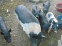 Vietnámi csüngőhasú malacok eladók Somogy megyében
