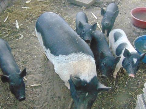 Vietnámi csüngőhasú malacok eladók Somogy megyében Vietnámi csüngőhasú malacok eladók Somogy megyében
