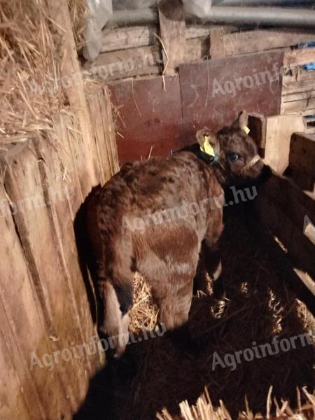 Egyéb húshasznú üsző borjú eladó Cegléden