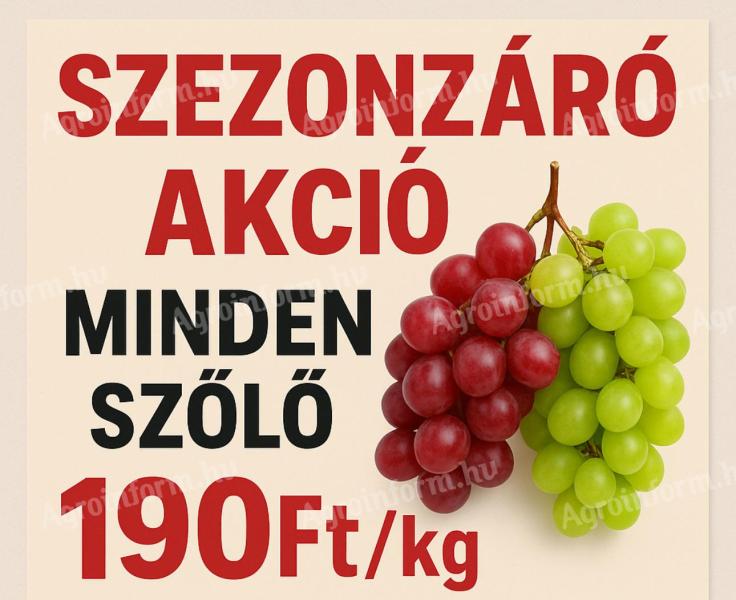 Minden szőlő akciós - ingyen bogyózva