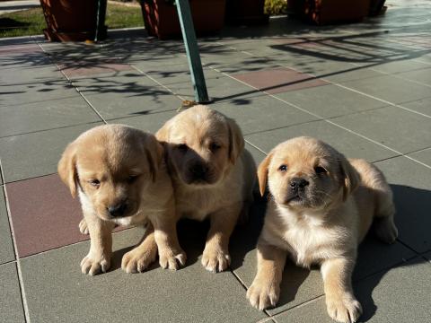 Labrador retriever jellegű kiskutyák  Labrador retriever jellegű kiskutyák