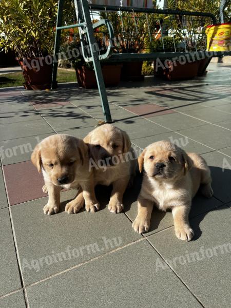 Labrador retriever jellegű kiskutyák 