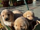 Labrador retriever jellegű kiskutyák 