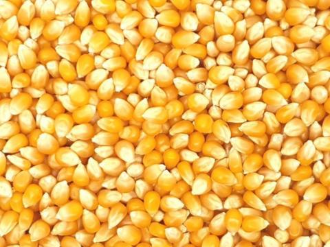 Kombajn tiszta kukorica eladó 300t Kombajn tiszta kukorica eladó 300t