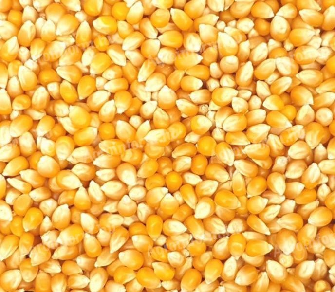 Kombajn tiszta kukorica eladó 300t