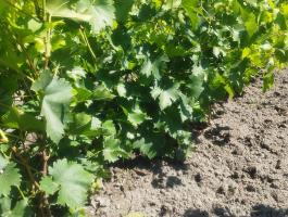 Bianca gyökeres dugvány eladó