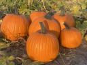 Halloween tök