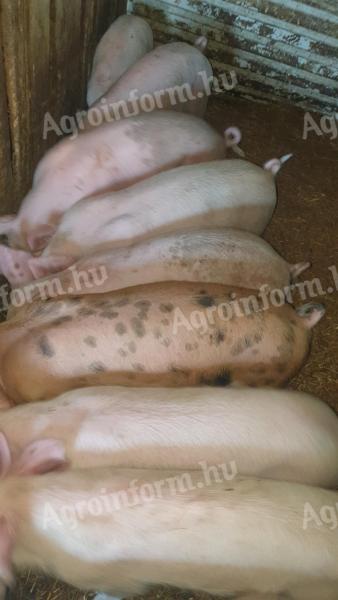 Eladó 11 db 9 hetes malac
