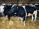 Holstein bikák 500kg+ kamionos mennyiségben érdekelnek