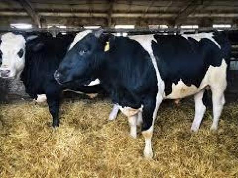 Interested in Holstein Bulls 500kg+ in Truckload Quantities Interested in Holstein Bulls 500kg+ in Truckload Quantities