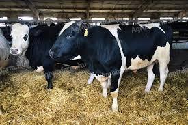 Holstein bikák 500kg+ kamionos mennyiségben érdekelnek