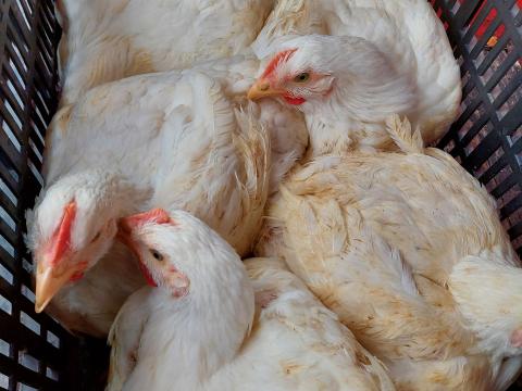 Fehér Vágnivaló Csirke Eladó 1.5 - 2 kg-os súlyban Debrecenben Fehér Vágnivaló Csirke Eladó 1.5 - 2 kg-os súlyban Debrecenben