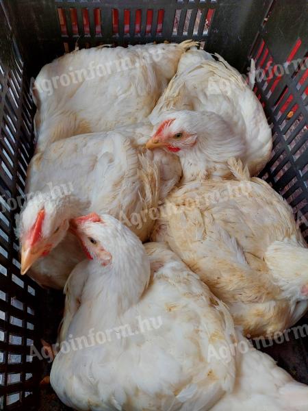 Fehér Vágnivaló Csirke Eladó 1.5 - 2 kg-os súlyban Debrecenben