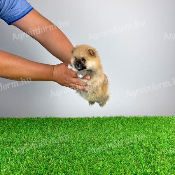 Törzskönyves Pomerániai törpespitz Pomi kiskutya