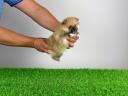 Törzskönyves Pomerániai törpespitz Pomi kiskutya