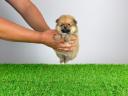 Törzskönyves Pomerániai törpespitz Pomi kiskutya