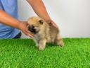 Törzskönyves Pomerániai törpespitz Pomi kiskutya