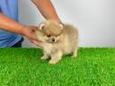 Törzskönyves Pomerániai törpespitz Pomi kiskutya