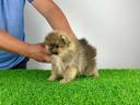 Törzskönyves Pomerániai törpespitz Pomi kiskutya