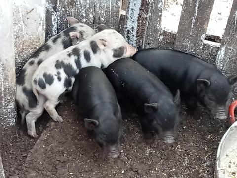 Választási törpe malacok Választási törpe malacok