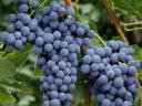 Cabernet Sauvignon borszőlő eladó Dunaszentgyörgyön