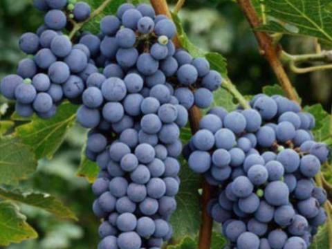 Cabernet Sauvignon borszőlő eladó Dunaszentgyörgyön Cabernet Sauvignon borszőlő eladó Dunaszentgyörgyön