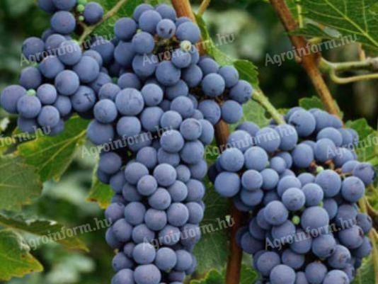 Cabernet Sauvignon borszőlő eladó Dunaszentgyörgyön