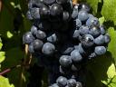 Cabernet Sauvignon kézi szüretelésű szőlő eladó