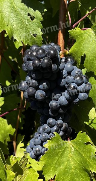 Cabernet Sauvignon kézi szüretelésű szőlő eladó
