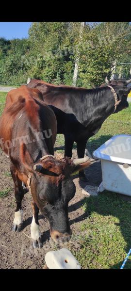 Eladó 2 üsző Egerben