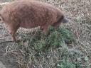 Tisztavérű vörös mangalica eladó