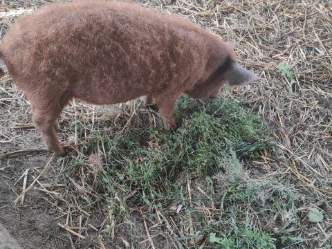 Tisztavérű vörös mangalica eladó Tisztavérű vörös mangalica eladó