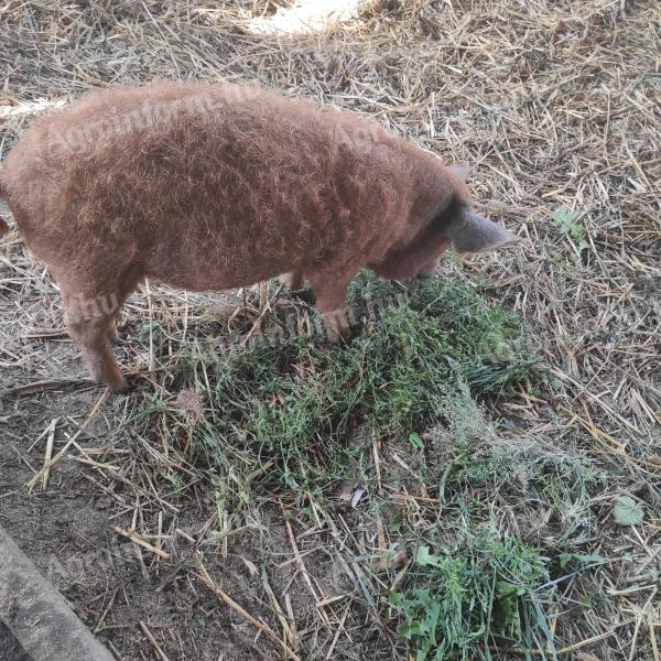 Tisztavérű vörös mangalica eladó