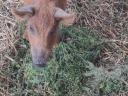 Tisztavérű vörös mangalica eladó
