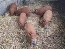 Tisztavérű vörös mangalica eladó