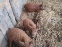 Tisztavérű vörös mangalica eladó